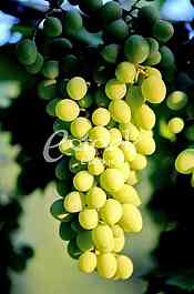 Fruits