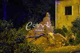 drvo topola izvalilo se