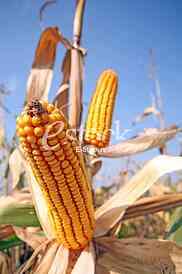 Agriculture