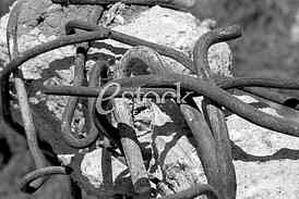 Black and white armature