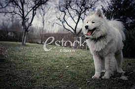 Samoyed