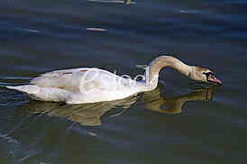 Labud na reci Dunav, Swan on the Danube river