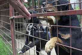 Animal Shelter