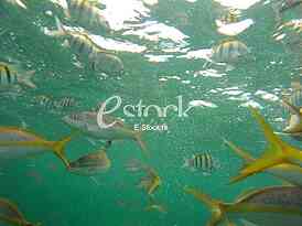 Caribbean sea